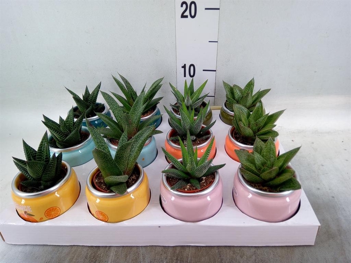 <h4>Aloe   ...mix</h4>