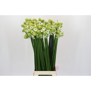 Ornithogalum Saundersiae