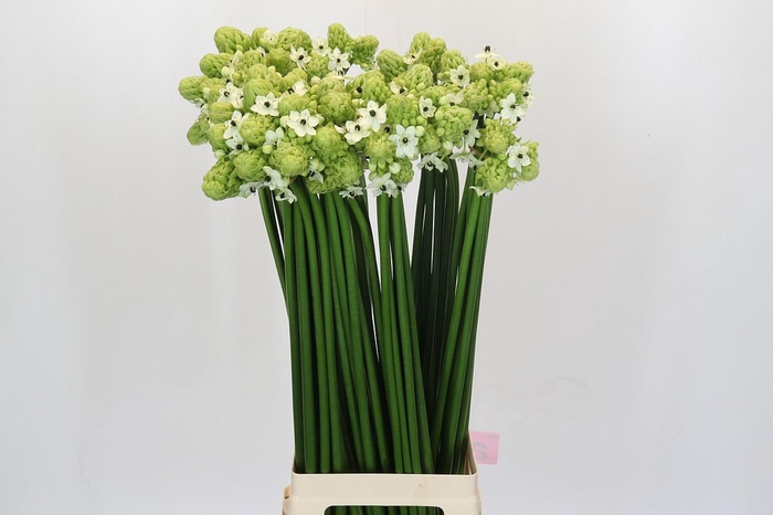 <h4>Ornithogalum Saundersiae</h4>