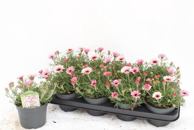arr8 Rhodan H Zagora Pink