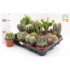 CACTUS GEM