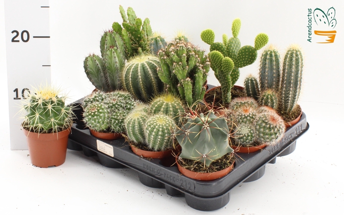 <h4>CACTUS GEM</h4>