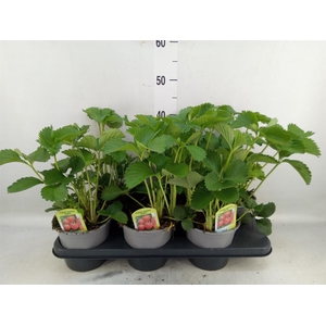 Fragaria ananassa 'Elsanta'