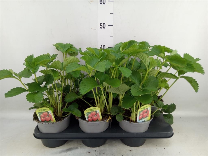 <h4>Fragaria ananassa 'Elsanta'</h4>