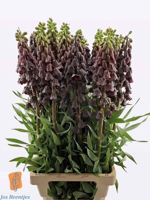 <h4>FRIT PERSICA</h4>