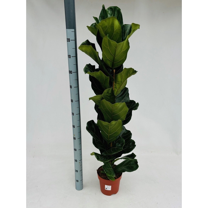 <h4>FICUS LYRATA</h4>