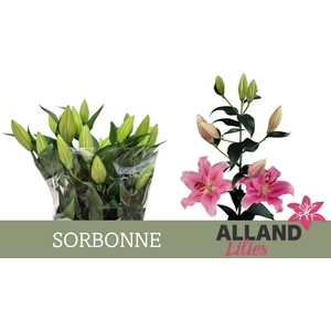 LI OR SORBONNE