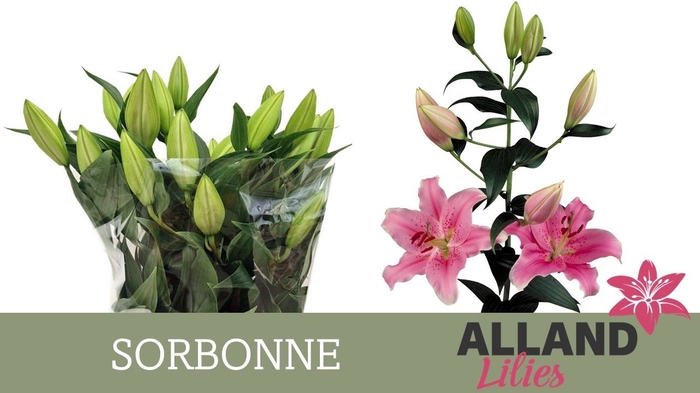 <h4>LI OR SORBONNE</h4>