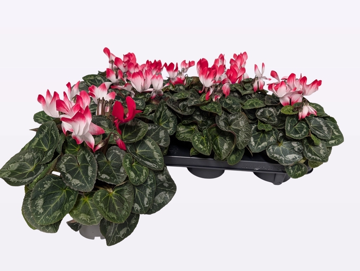 <h4>CYCL MD INDIAKA</h4>