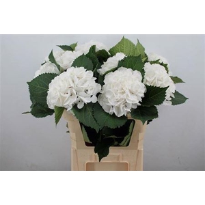 Hydr M Schneeball 80cm Ex
