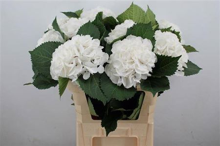<h4>Hydr M Schneeball 80cm Ex</h4>