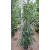Ficus Alii
