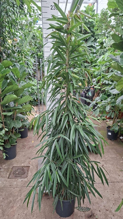 Ficus Alii