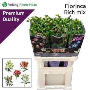 ALST FL GEM I FUST RM