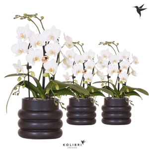 Kolibri Orchids Phalaenopsis Cascade Niagara Fall white 2 spike in Bubble pot black