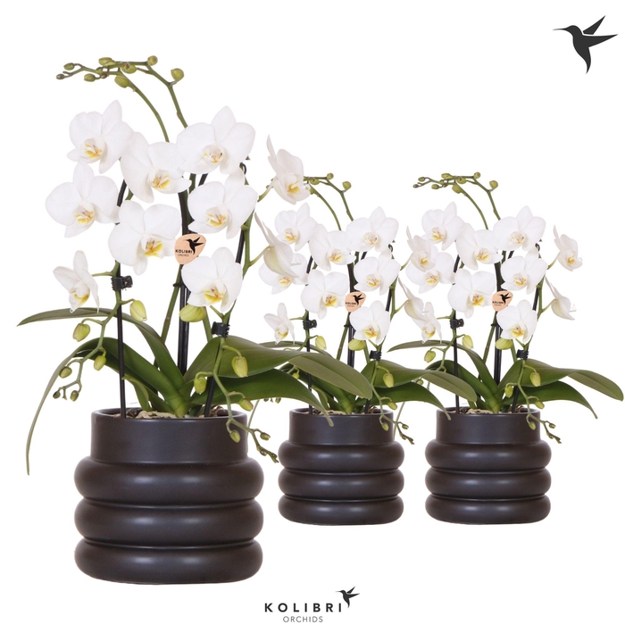<h4>Kolibri Orchids Phalaenopsis Cascade Niagara Fall white 2 spike in Bubble pot black</h4>