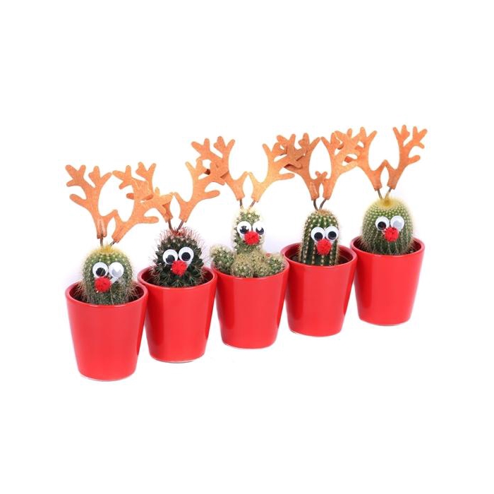 <h4>Cactus 5,5 cm rendier in rode sierpot</h4>