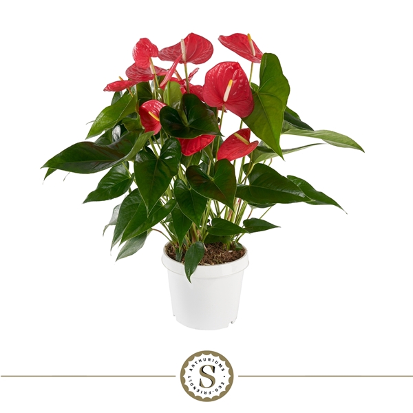 <h4>Anthurium Maine XL Pink 21cm</h4>