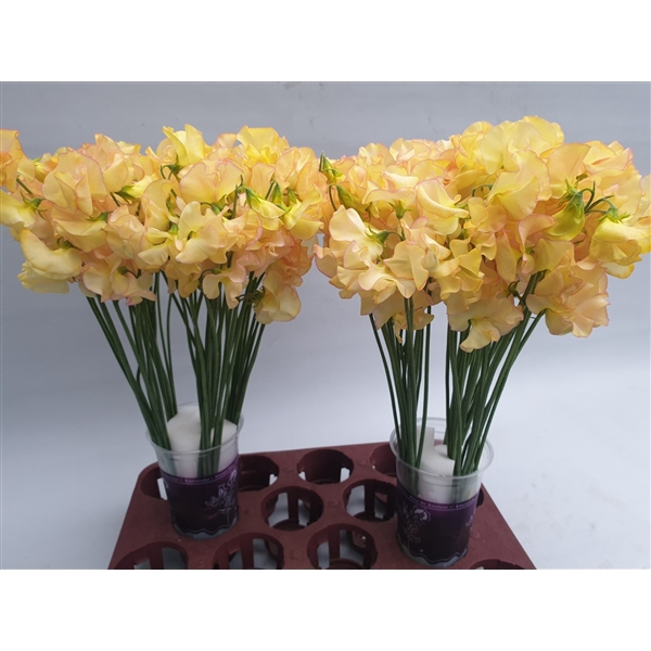 <h4>Lathyrus Sunrise magic</h4>