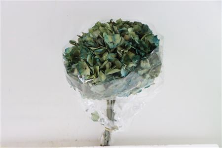 <h4>Pres Hydr Natural Blue Bunch</h4>