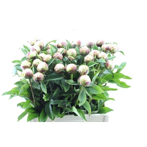 Paeonia L Elsa Sass