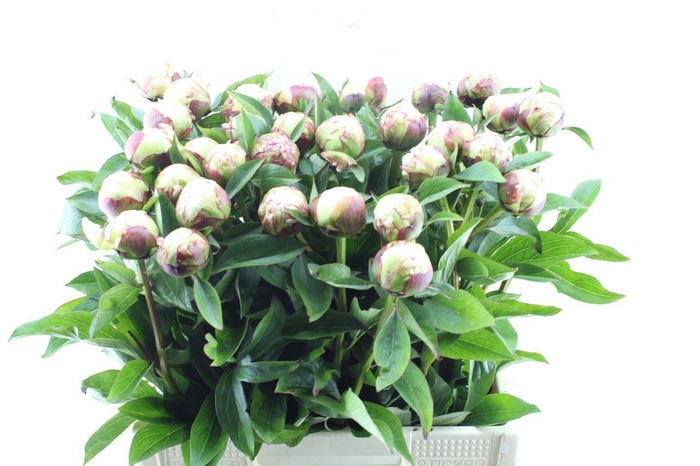 <h4>Paeonia L Elsa Sass</h4>