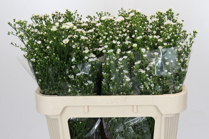 <h4>Aster Paquita</h4>