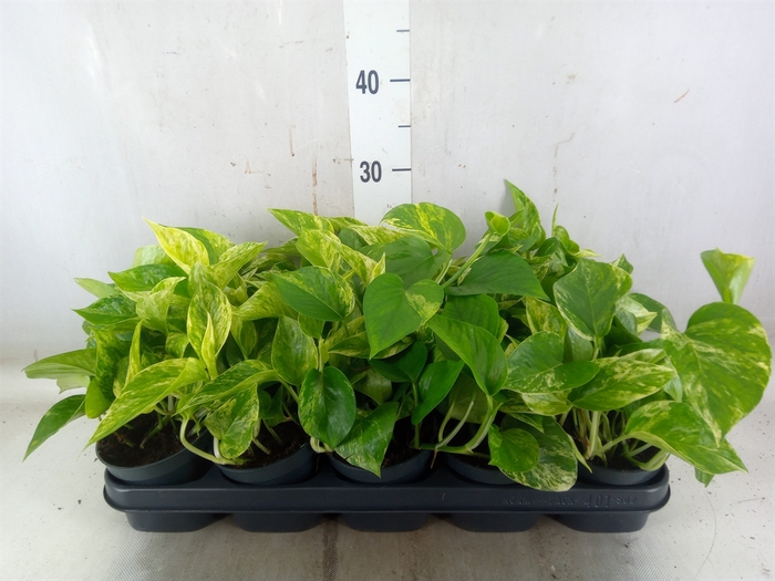 <h4>Epipremnum pinn. 'Marble Queen'</h4>