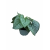 Brunnera