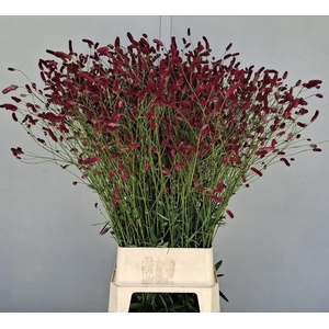 SANG OFFICINALIS