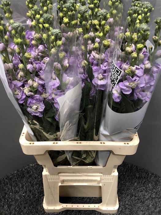 <h4>Matth Iron Marine</h4>