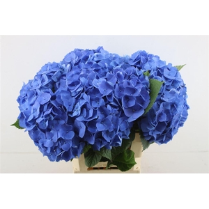Hydr M Bela Blue 65-22
