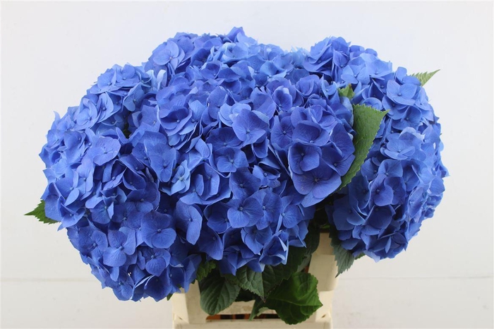 <h4>Hydr M Bela Blue 65-22</h4>