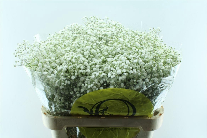 <h4>Gyps Pa Xlence</h4>