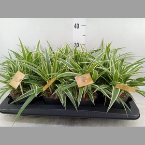 Chlorophytum com. 'Ocean'