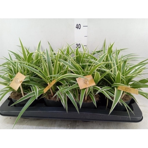 Chlorophytum com. 'Ocean'