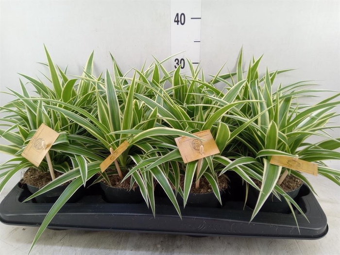 <h4>Chlorophytum com. 'Ocean'</h4>