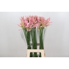 Nerine Pink Wonder