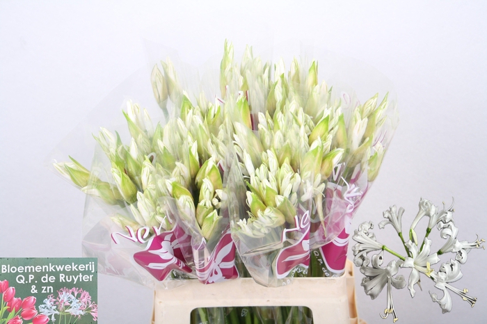 <h4>NE BO BIANCA PERLA</h4>