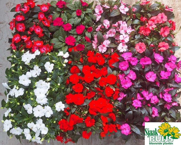 <h4>IMPAT NG GEM 6 KL</h4>