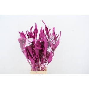 DF Strelitzia Leaf Erica
