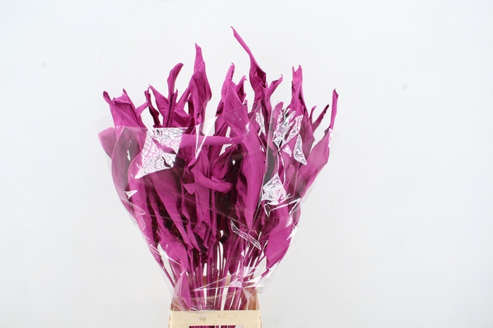 <h4>DF Strelitzia Leaf Erica</h4>