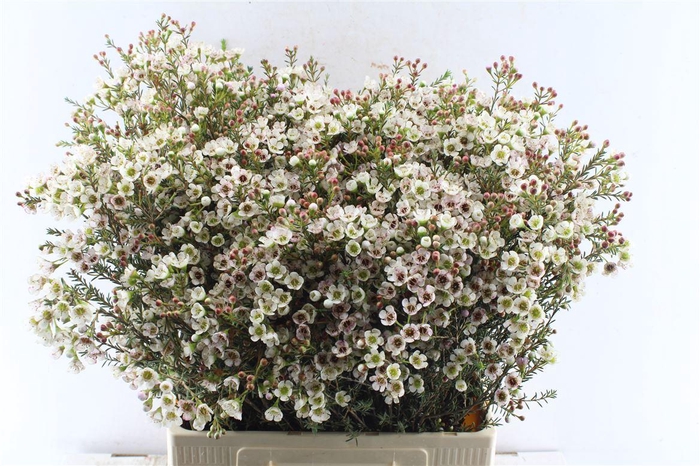 <h4>Chamelaucium Tal</h4>