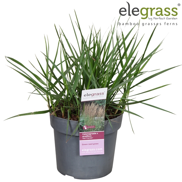 <h4>Calamagrostis x 'Karl Foerster' P19</h4>