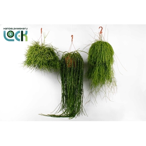 RHIPSALIS OV