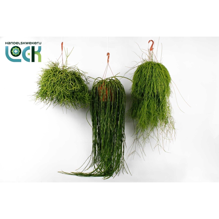<h4>RHIPSALIS OV</h4>