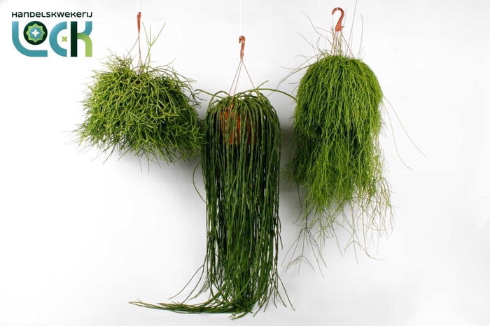 RHIPSALIS OV