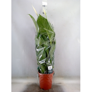 Spathiphyllum  'Sweet Lauretta'