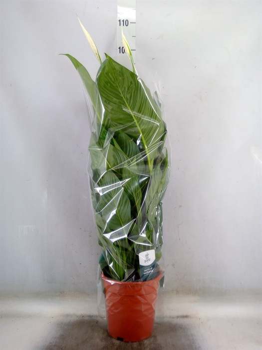 <h4>Spathiphyllum  'Sweet Lauretta'</h4>