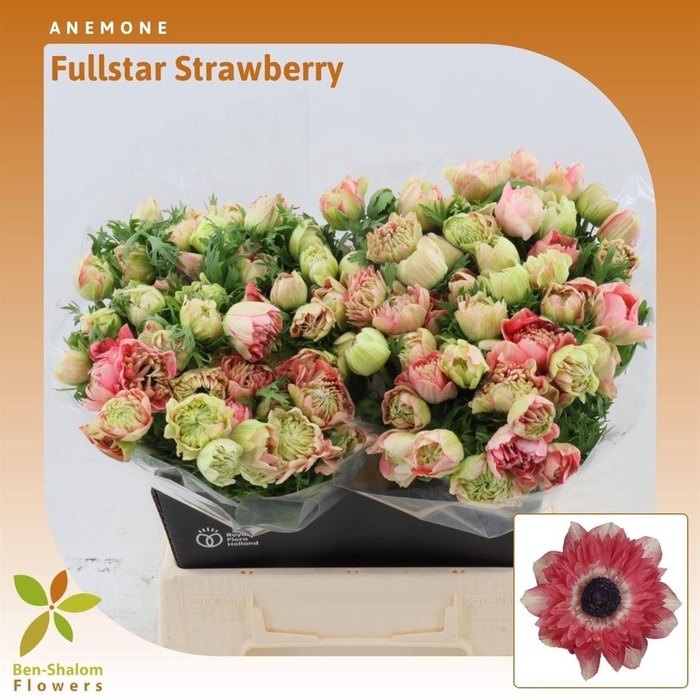 <h4>Anemone Fullstar Strawberry</h4>